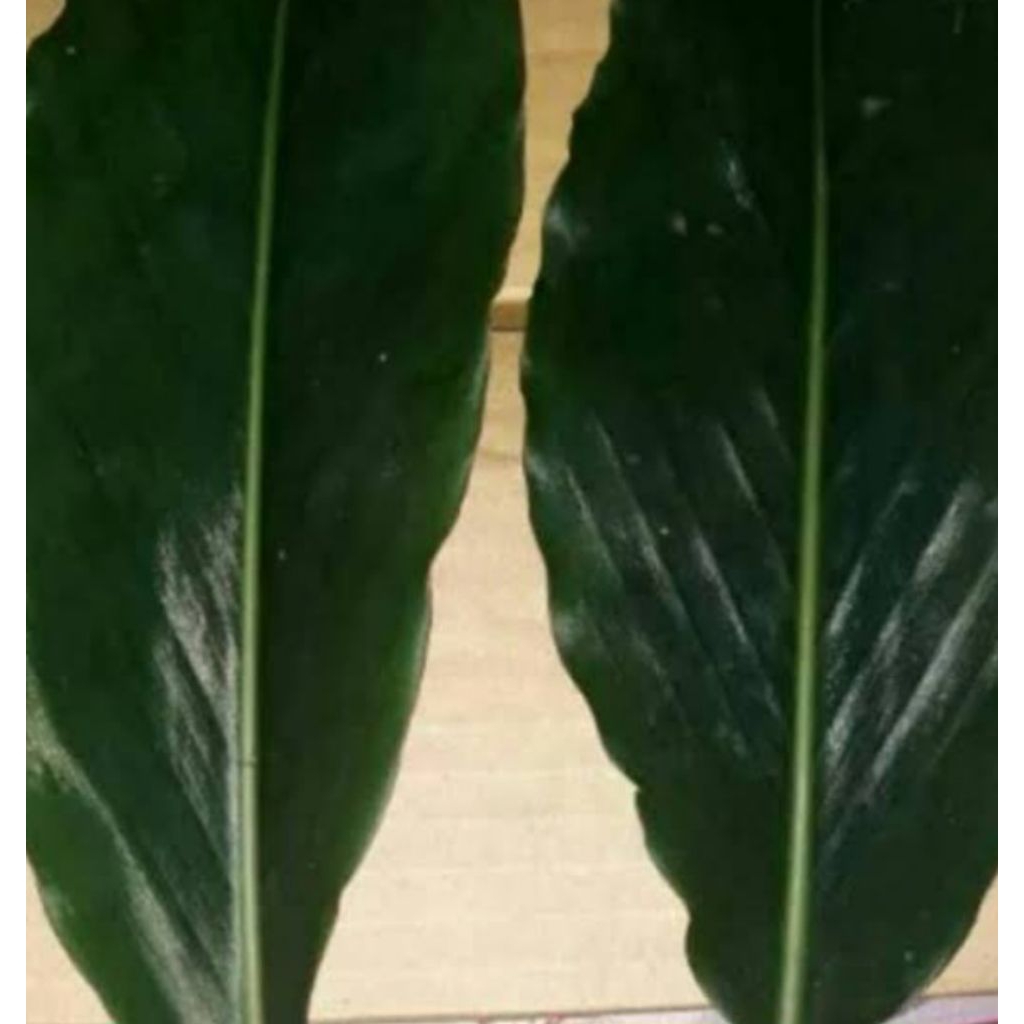 

Jual daun kecomrang ataw daun honje segar 200 grm