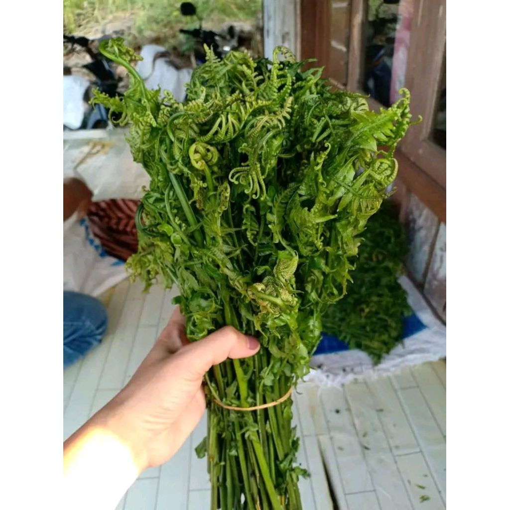 

1ikat Pakis Sayur Fress (di ambil bila ada orderan saja)