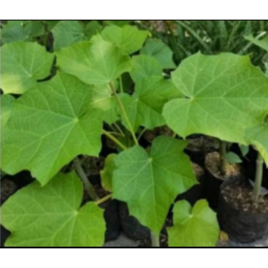 

Daun Jarak Segar Herbal Sakit Gigi, Sakit Pada Bayi, Memperbesar Vital Pria, Mengencangkan Payudara.