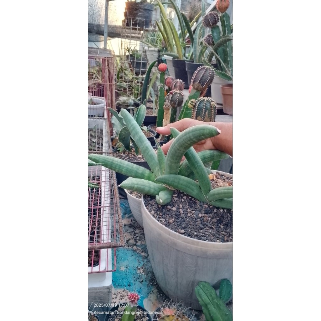 sansevieria eilensis anak aja jumbo