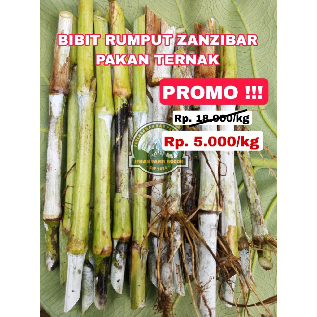 BIBIT RUMPUT ZANZIBAR SUPER 1 KG PAKAN TERNAK DOMBA KAMBING SAPI KELINCI ZENZIBAR 1KG