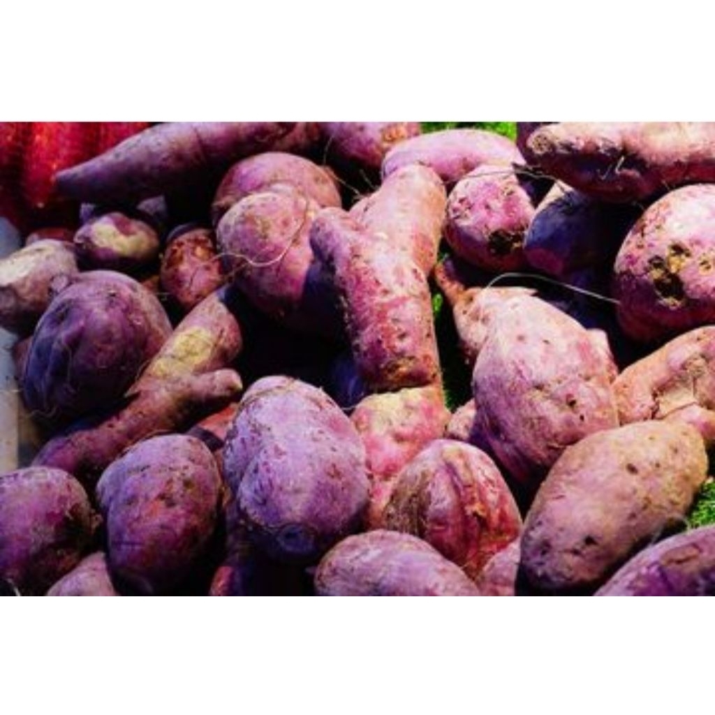 

umbi ungu terbaik per 1kg