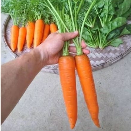 

Wortel fresh langsung dari kebun 500gram