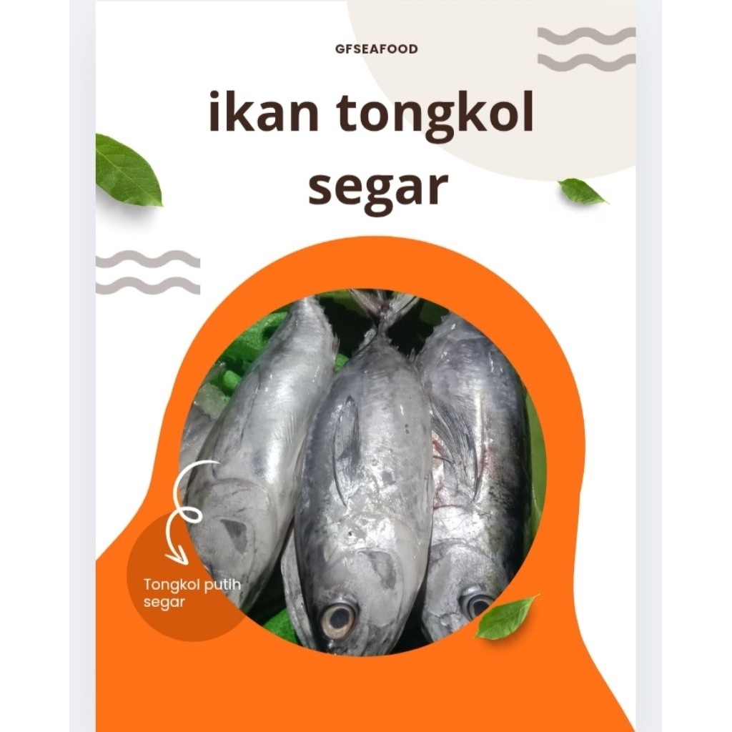 

Ikan Tongkol Putih Segar 1000g