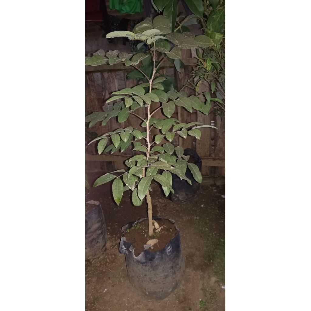 

Bibit Kelengkeng Merah