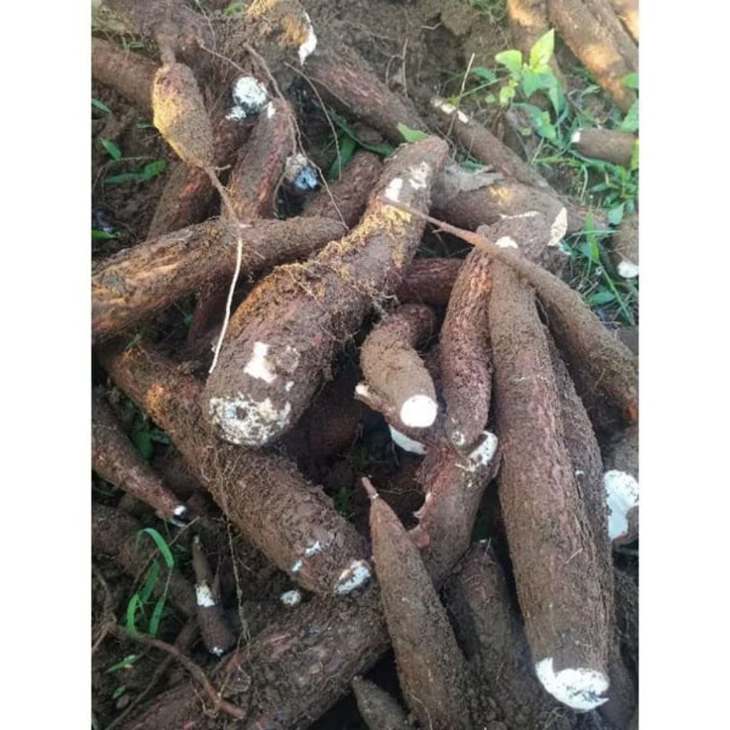 

Singkong mentah fresh per kg sayuran segar per 1kg