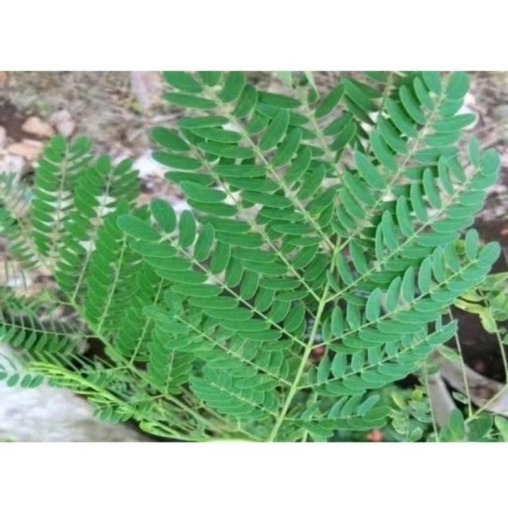 

daun herbal petai cina per 200 gram