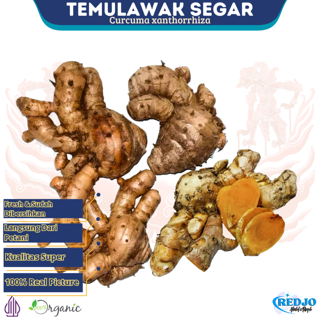 

TEMULAWAK SEGAR 1 KG ORGANIC Cuci Bersih Fresh Langsung Dari Petani Herbal JSR Premium Quality
