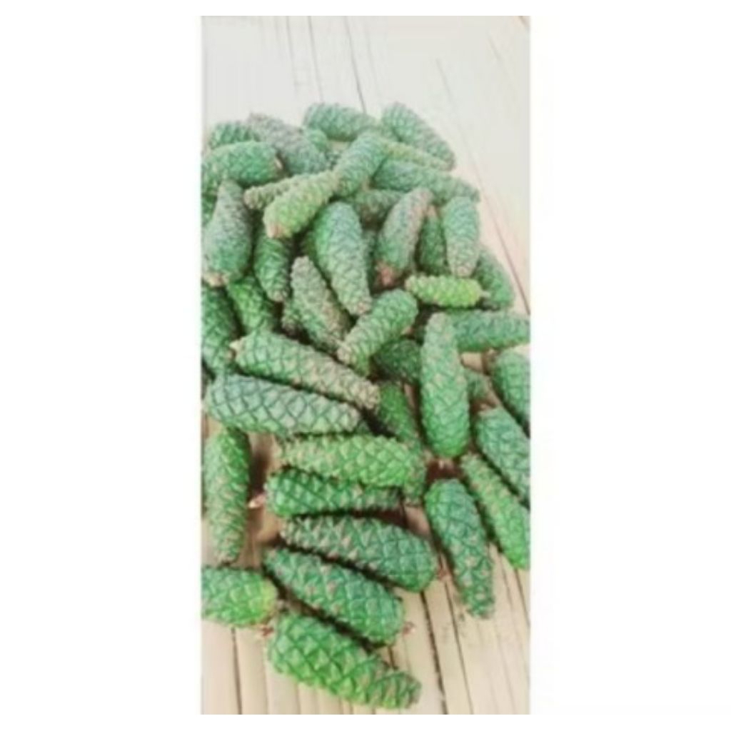 

Buah Pinus Muda Segar Fresh Berat 1 Kg Di Petik Ketika Ada Yang Pesan