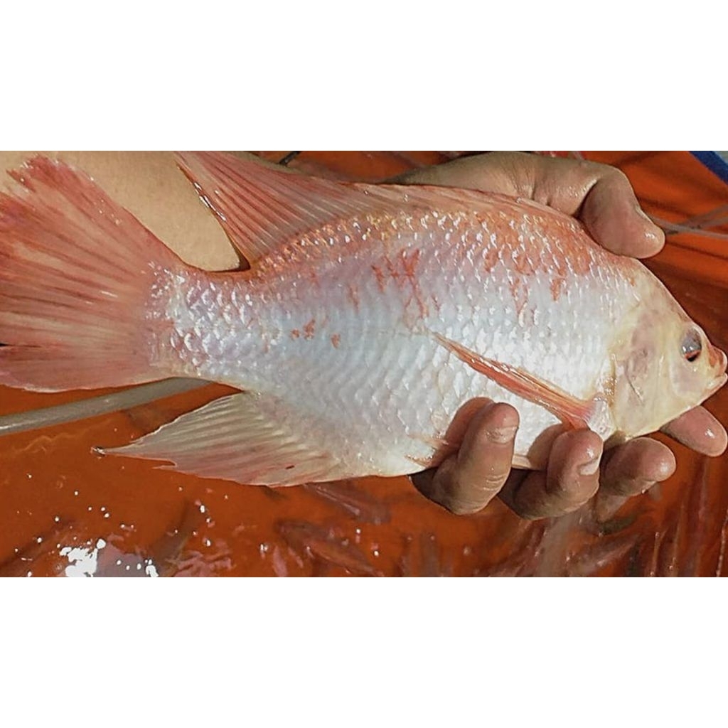 

Ikan nila mujaer segar (bukan frozen)