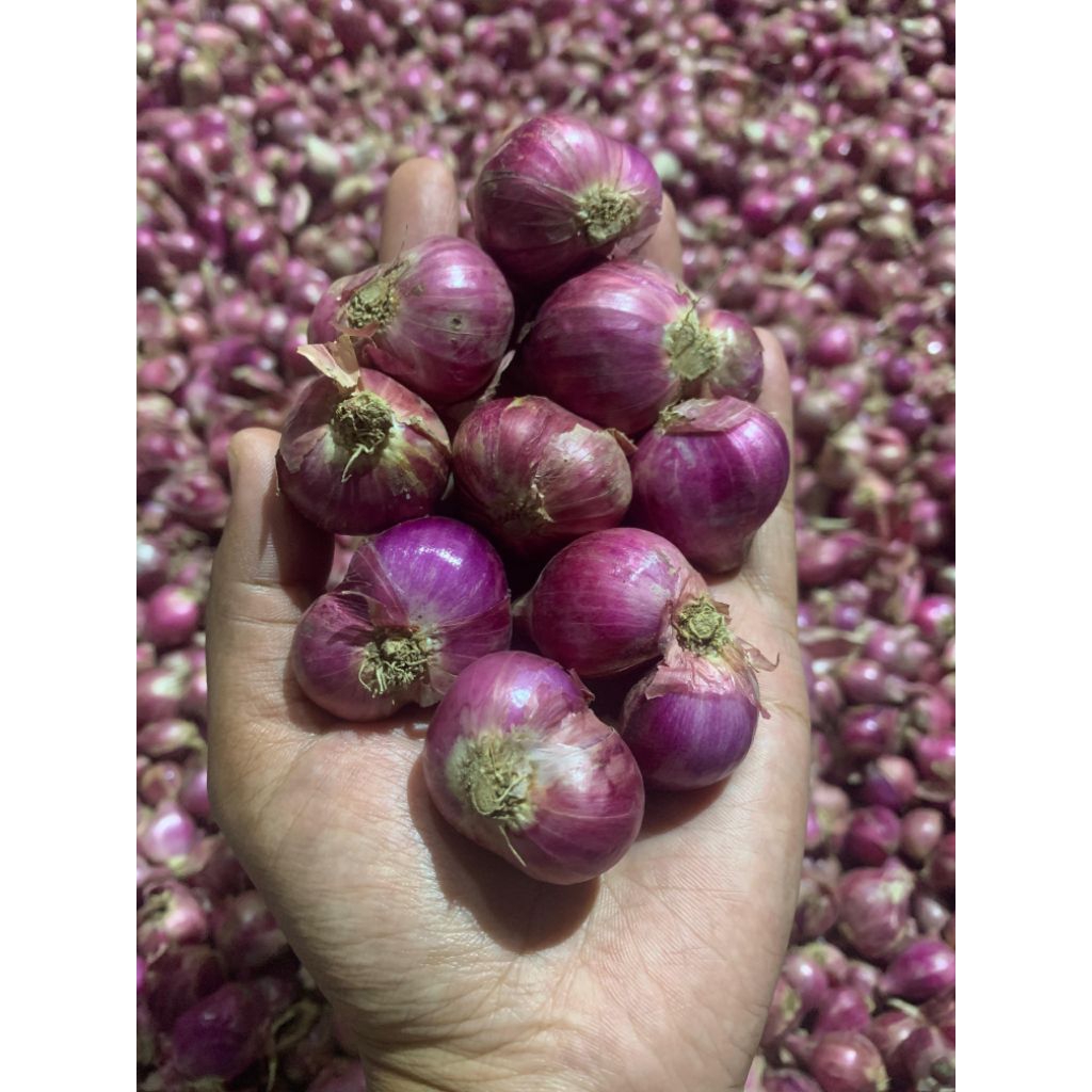 

bawang merah sedang besar 1kg