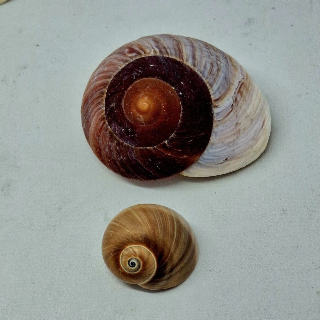 CANGKANG IMPOR MUFFIN SNAIL SHELL / RYSSOTA OVUM.
