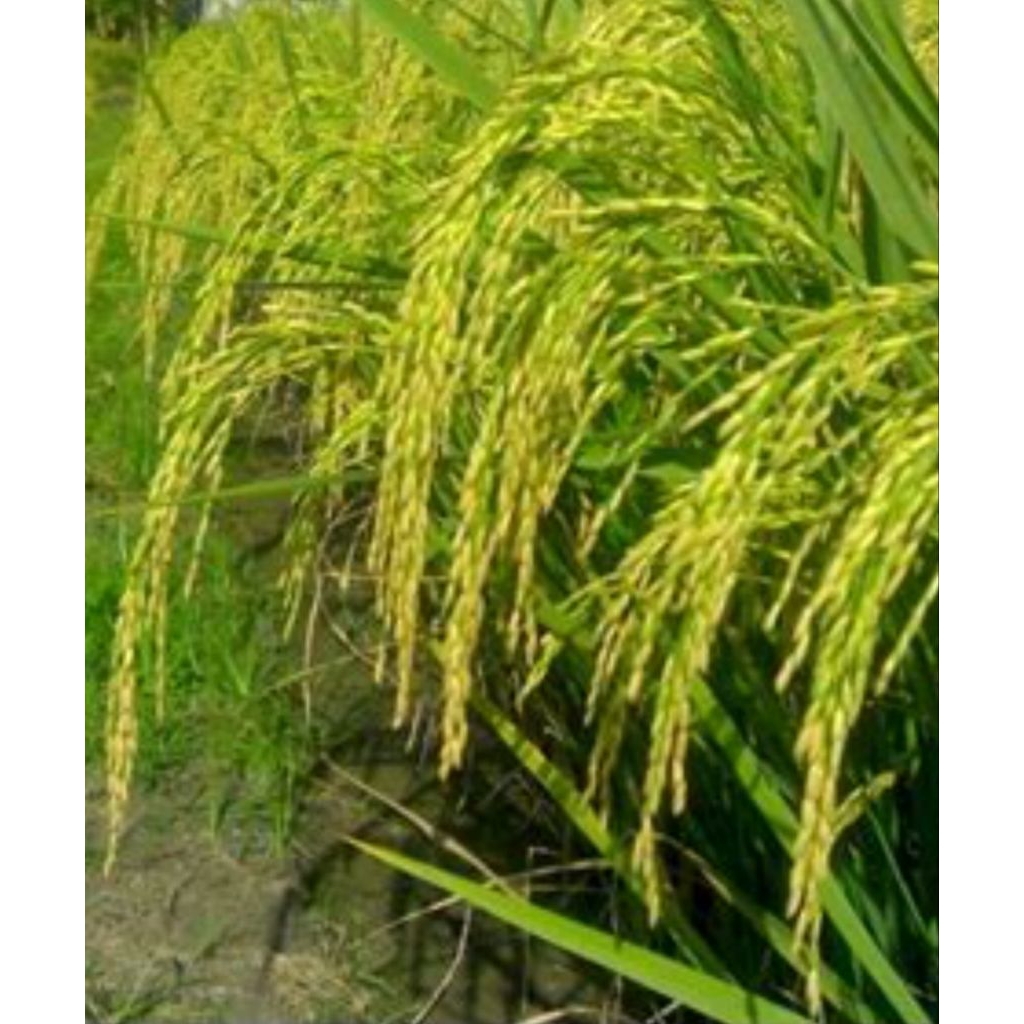 bibit padi ciherang pilihan kwalitas premium