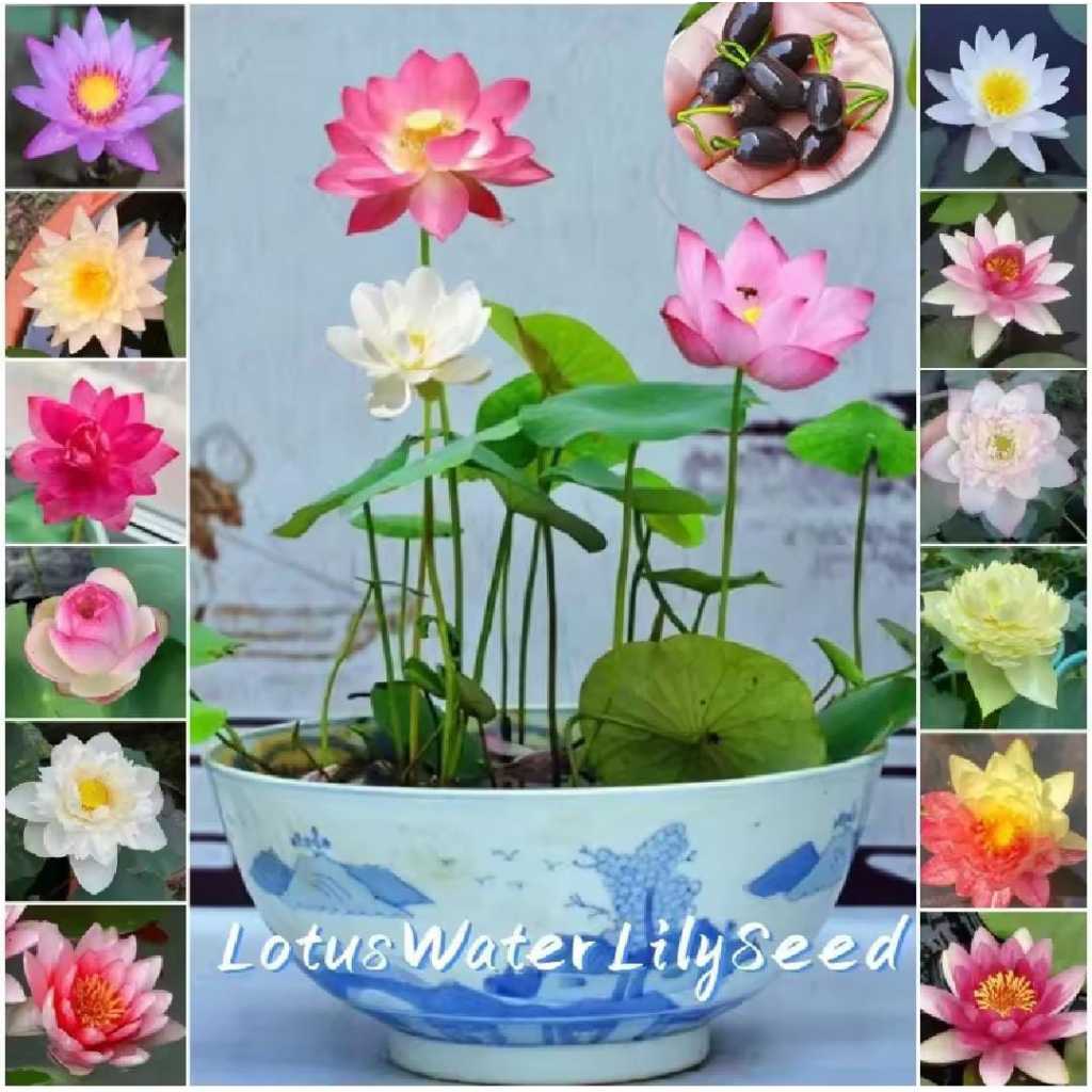BIJI BUNGA LOTUS TERATAI BENIH LOTUS BIJI BUNGA LOTUS TERATAI MINI