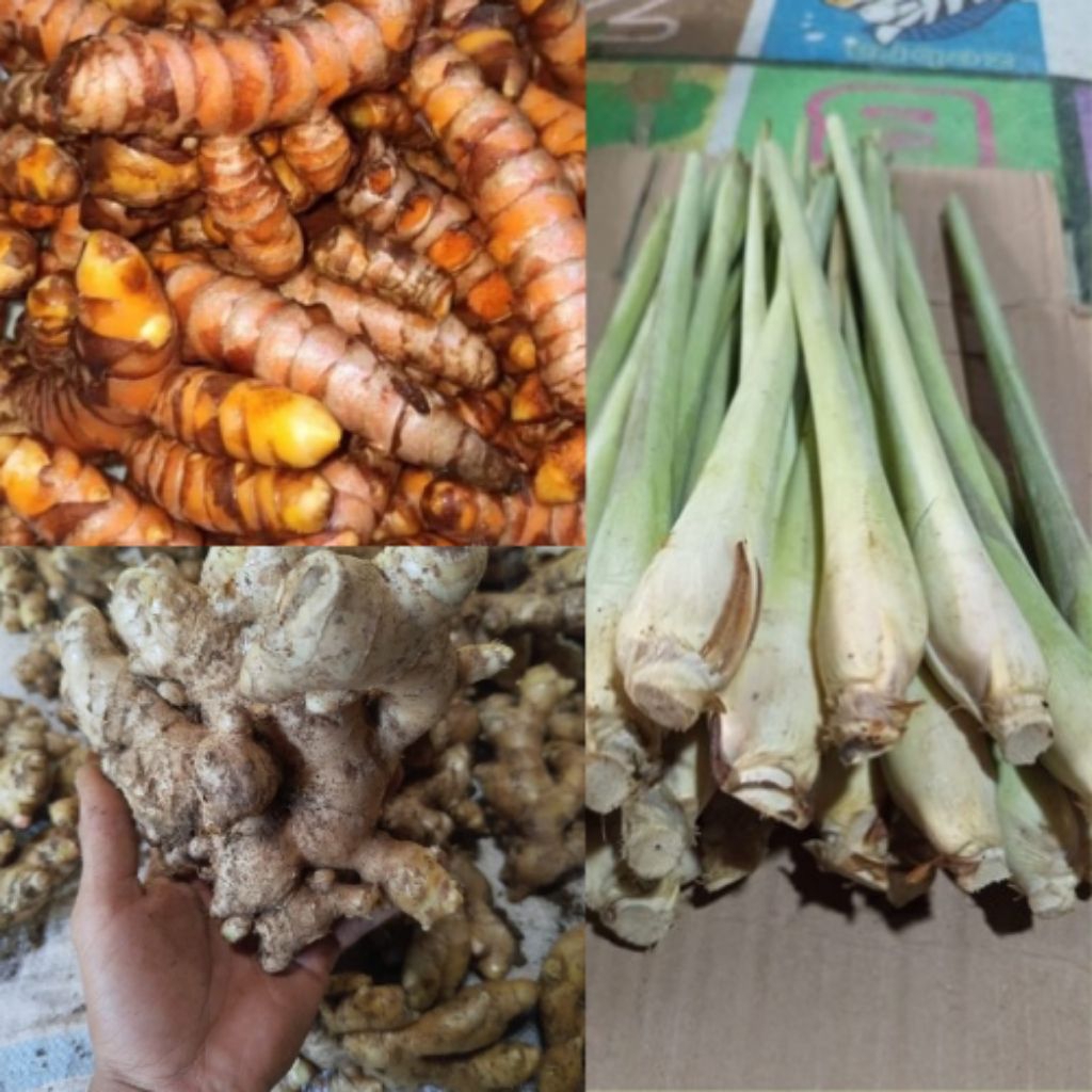 

Kunyit segar+ serai segar + jahe putih segar