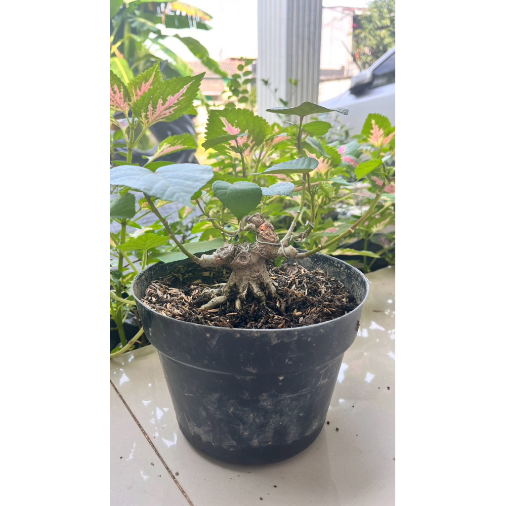 Bonsai Waru India