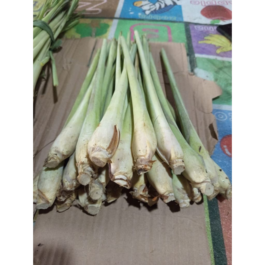 

SEREH BANGKOK PILIHAN TERBAIK KEMASAN 1KG SEGAR