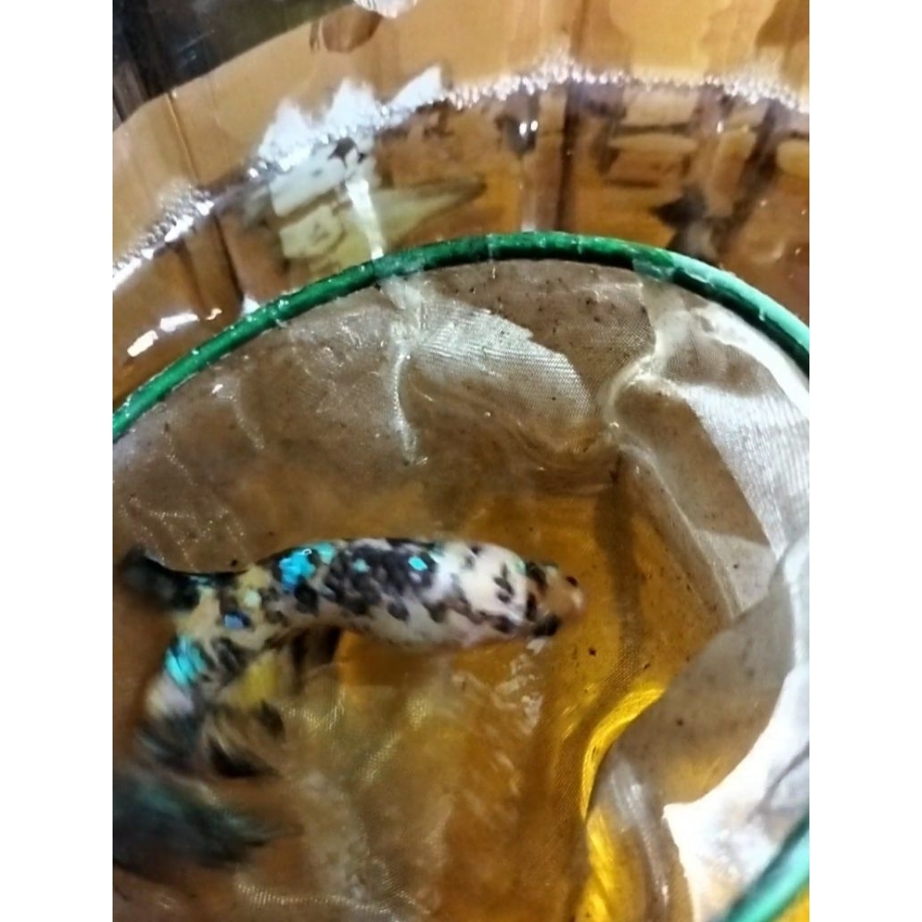 cupang betina/female Giant BO 5,7-6 up yellow metalik 100% sesuai foto dan vidio real pict