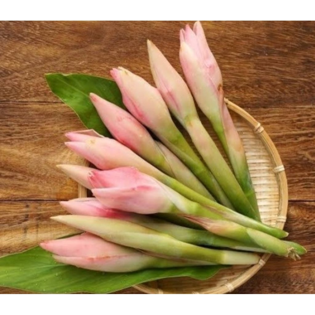 

Bungga kecombrang bunga honje boros segar isi 3