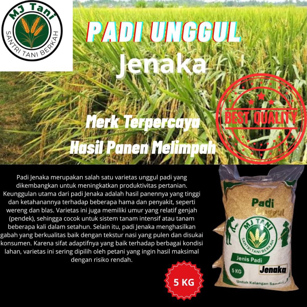 BIBIT PADI UNGGUL BENIH PADI GALUR UNGGUL JENIS JANAKA