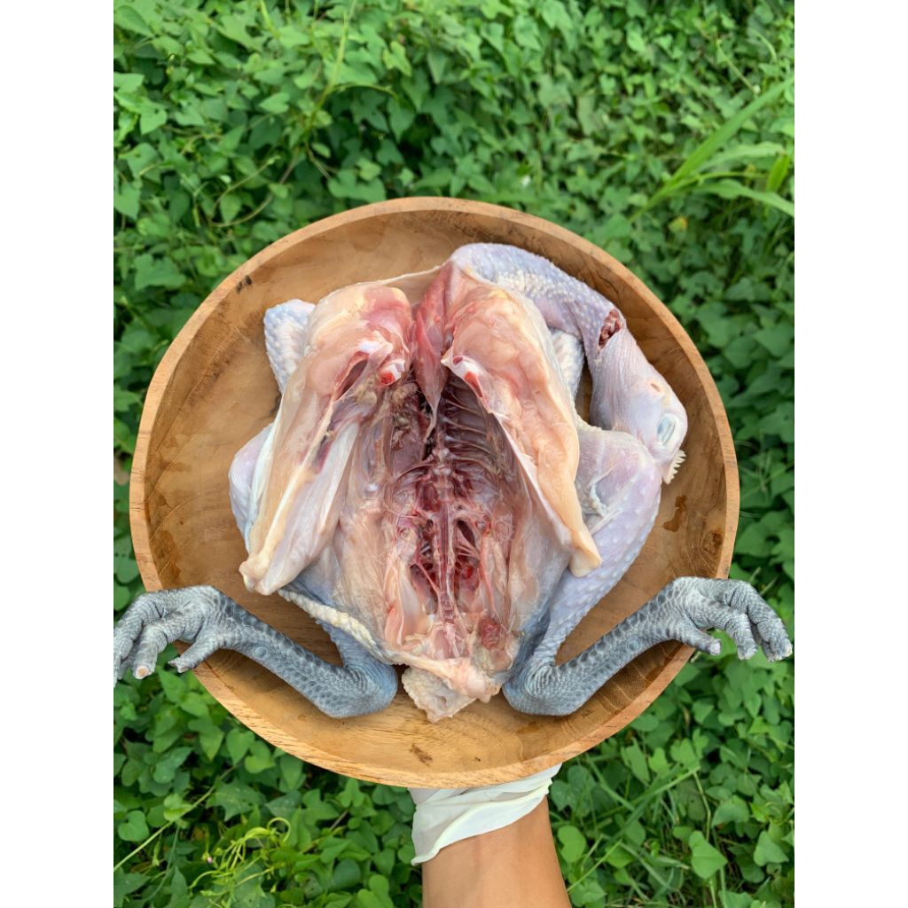 

Ayam Kampung Potong Bekakak