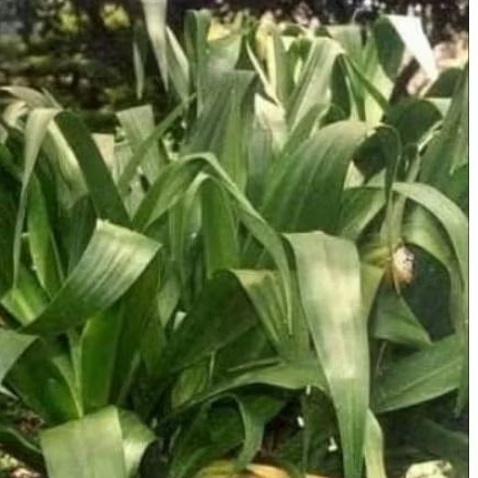 

Daun Bakung segar,daun herbal kaya manfaat,diambil saat order masuk