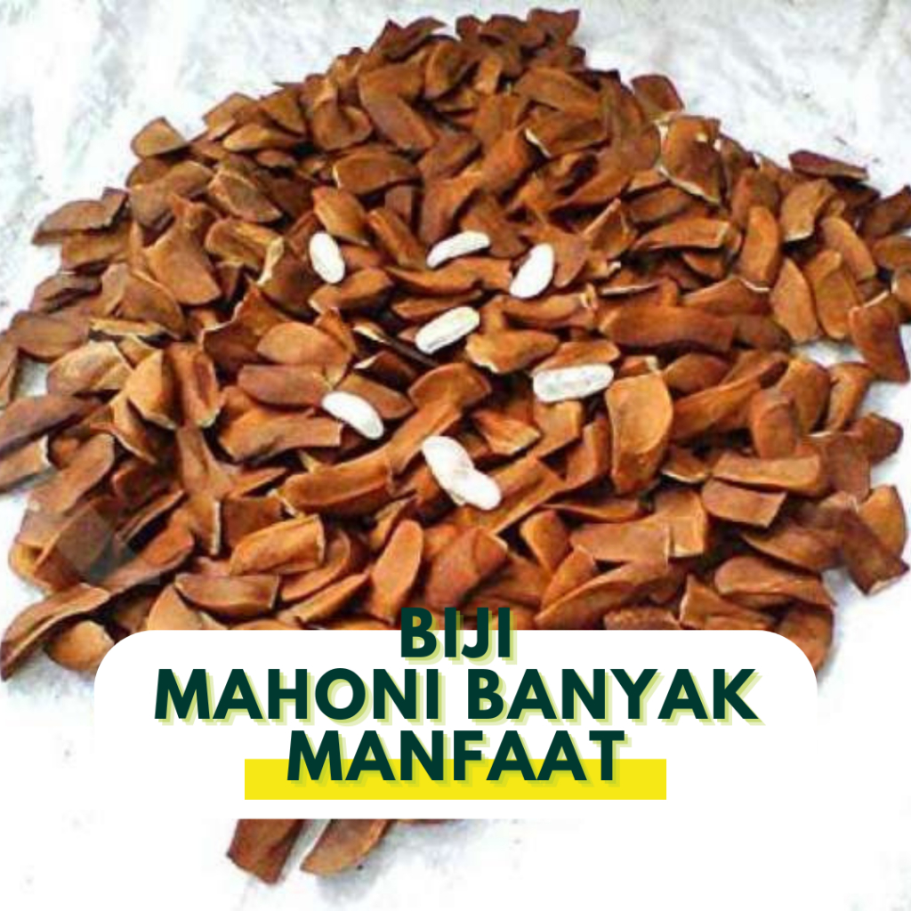 

Biji Mahoni Kulit Kering | Mahoni Kulit Super 100gr