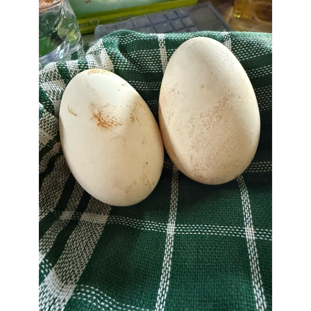 

Telur soang / Telur
