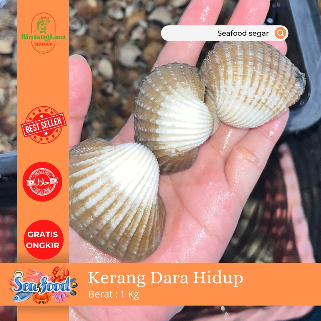 

KERANG DARA HIDUP SIZE SEDANG BESAR 1KG