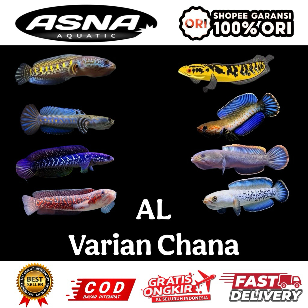 kebutuhan aquarium chana