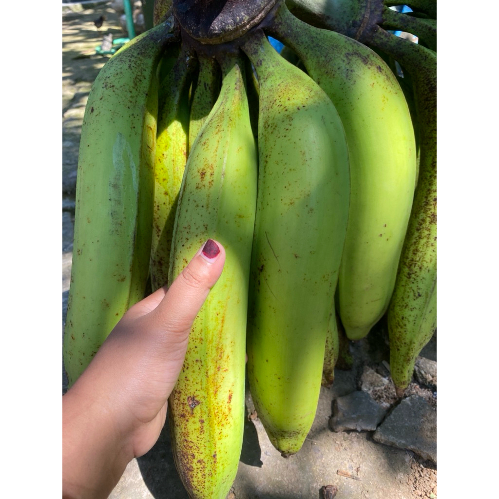 

pisang Tanduk super isi 3 biji ( pengiriman masih mentah)