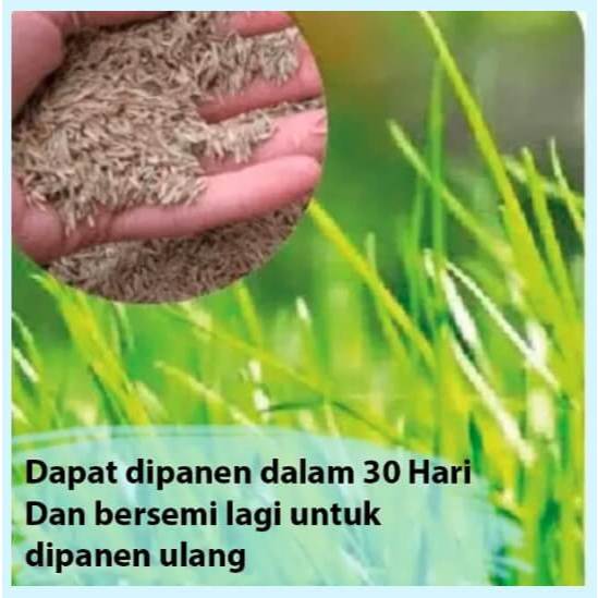 Bibitmu - 1 Pack Isi 500 Benih Benih Rumput Mombaca Pakan Ternak | Rumput Benggala Benih Super Rumpu