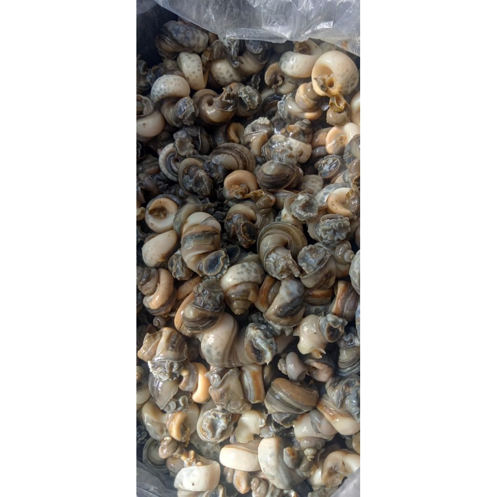 

Daging KRECO BESUSUL TUTUT