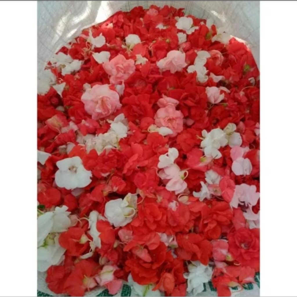 Kembang Pacar Air / Kembang Pacar / Bunga Pacar / Kembang Pihong Untuk Ziarah Kubur