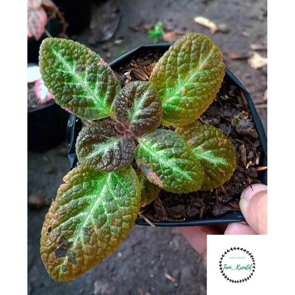 Episcia Sun Gold (Bunga Kuning)