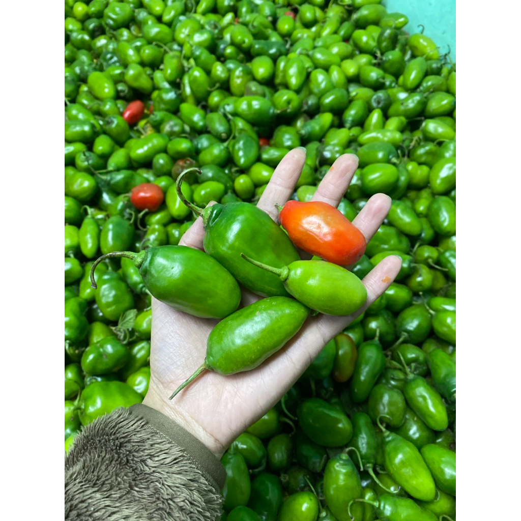 

cabai gendot asli dieng harga PROMO