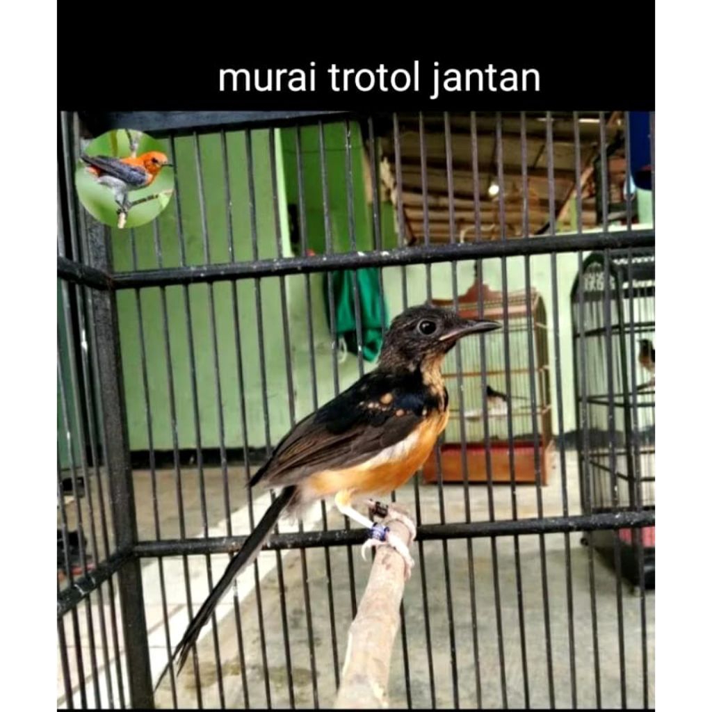 Murai trotol Jantan Asli breeding Garansi Jantan
