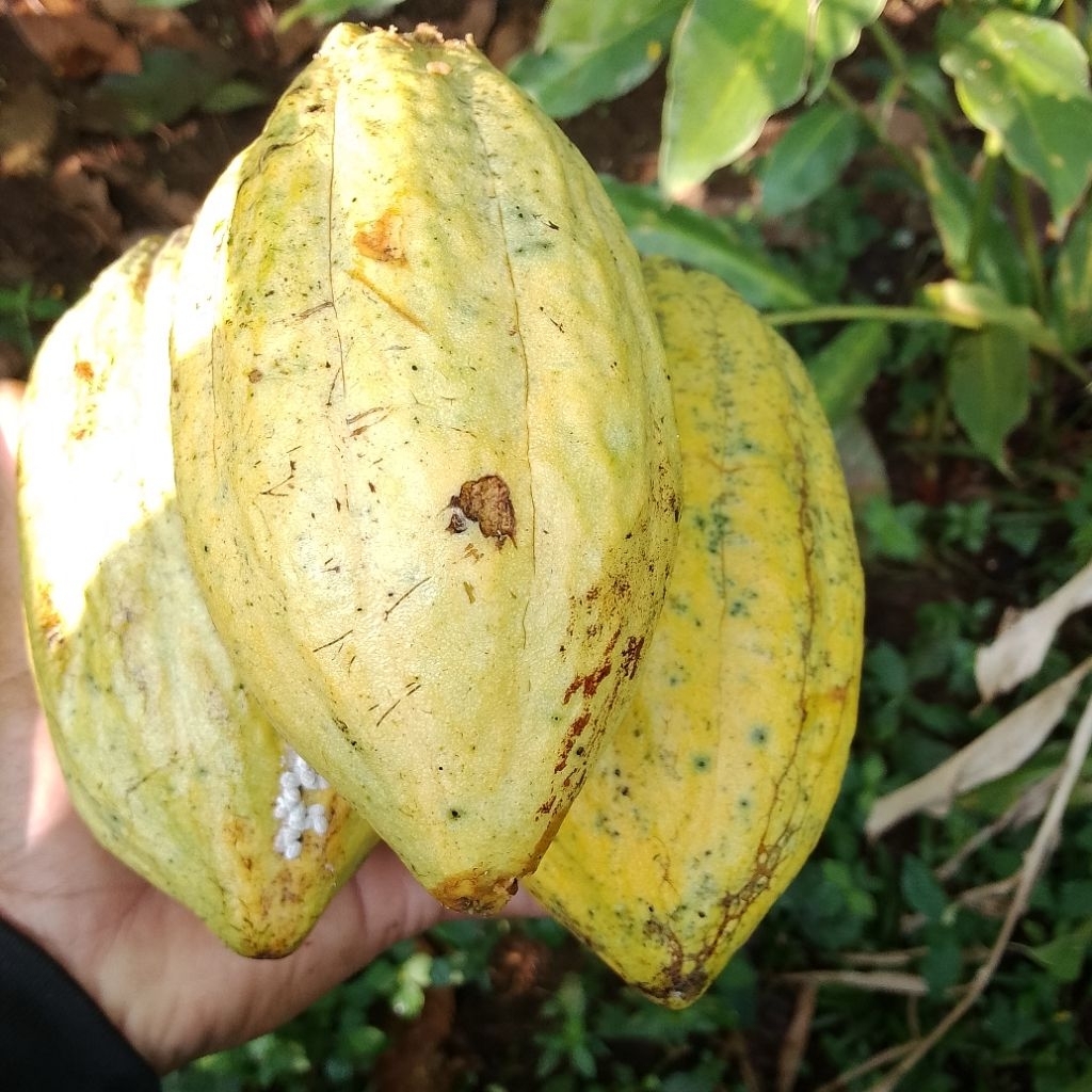 

buah coklat Mateng /1 butir