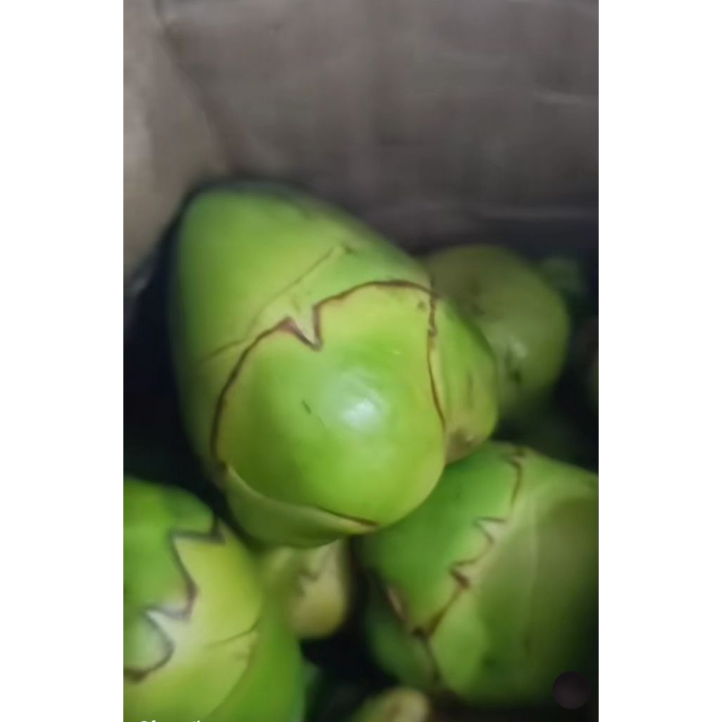 

Bluluk/baruluk kelapa kecil / buah kelapa muda 5pcs murah