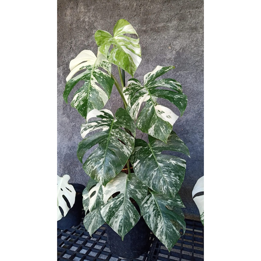 Monstera varigata 1 daun