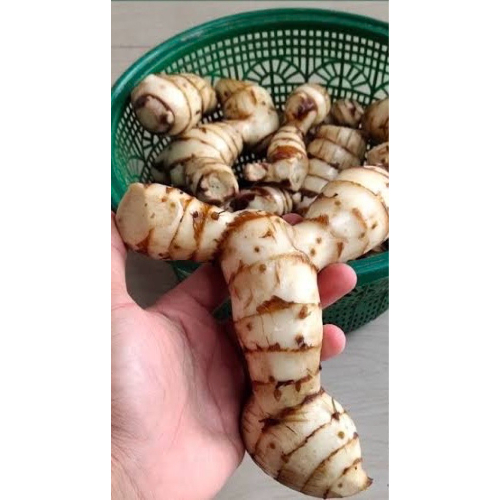 

umbi ganyong Muria 1 kg ganyong Muria manis legit