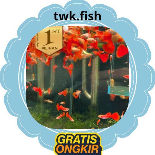 sepair guppy afr / GUPPY AKSESORIS AQUARIUM /GUPPY FULL RED