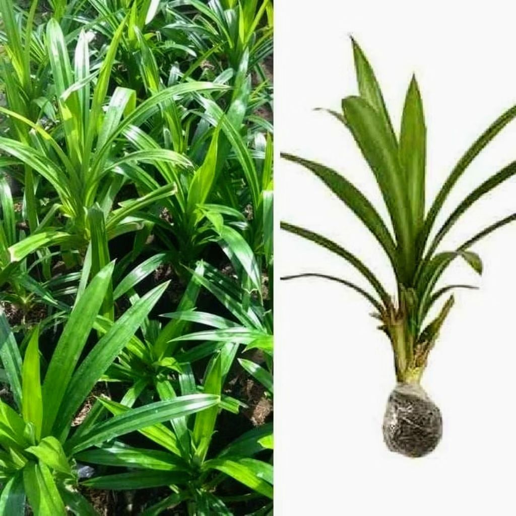 pandan wangi / tanaman pandan wangi jumbo