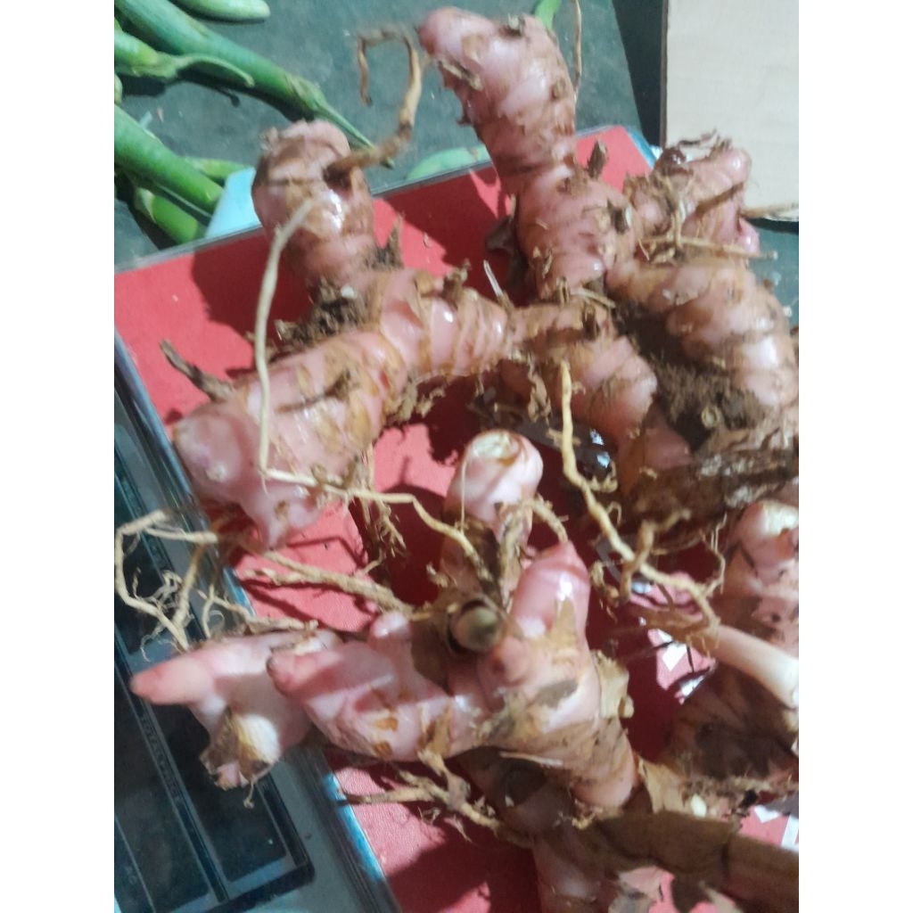 

lengkuas MERAH segar 1kg