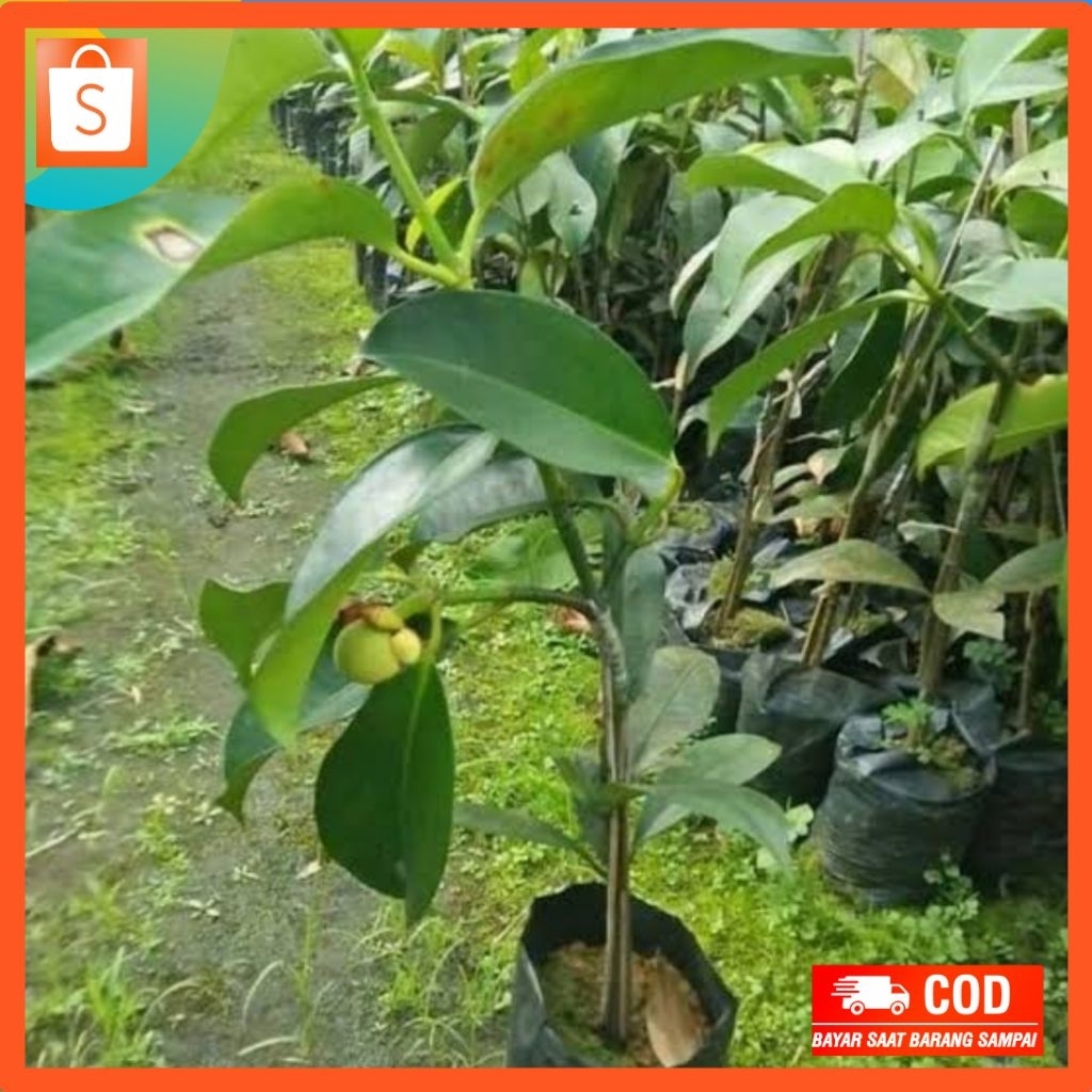 bibit manggis wanayasa unggul packing full media