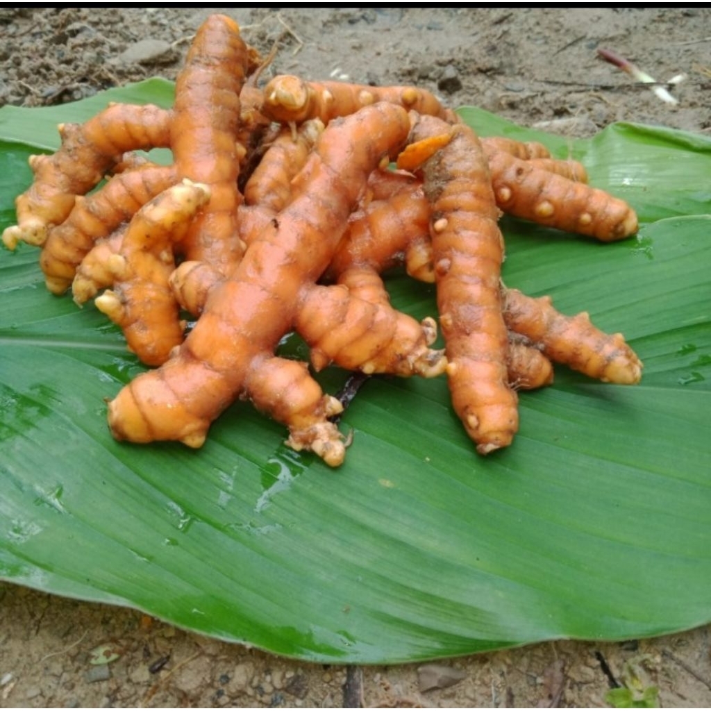 

Kunyit Segar Murah Herbal Alami Dan Rempah Asli 1 Kg