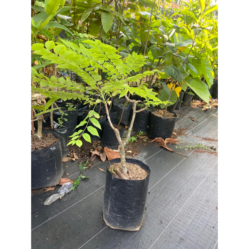 cangkok cermai manis