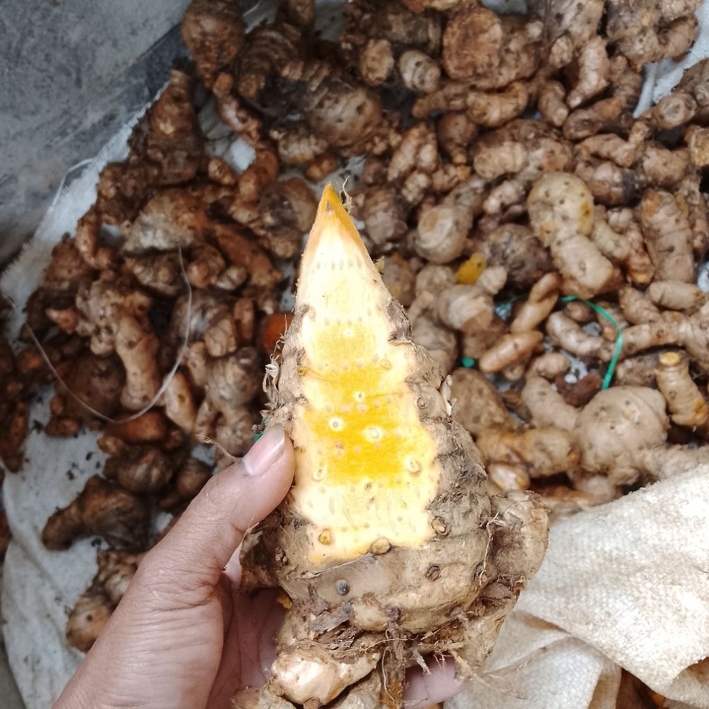 

temu lawak segar fresh 500gr