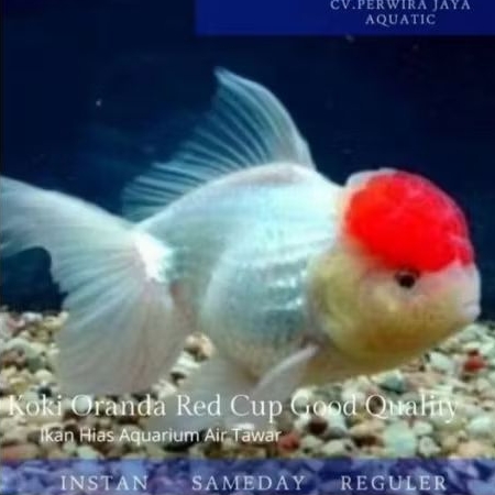Koki Oranda Red Cup Good Quality Hiasan Aquarium