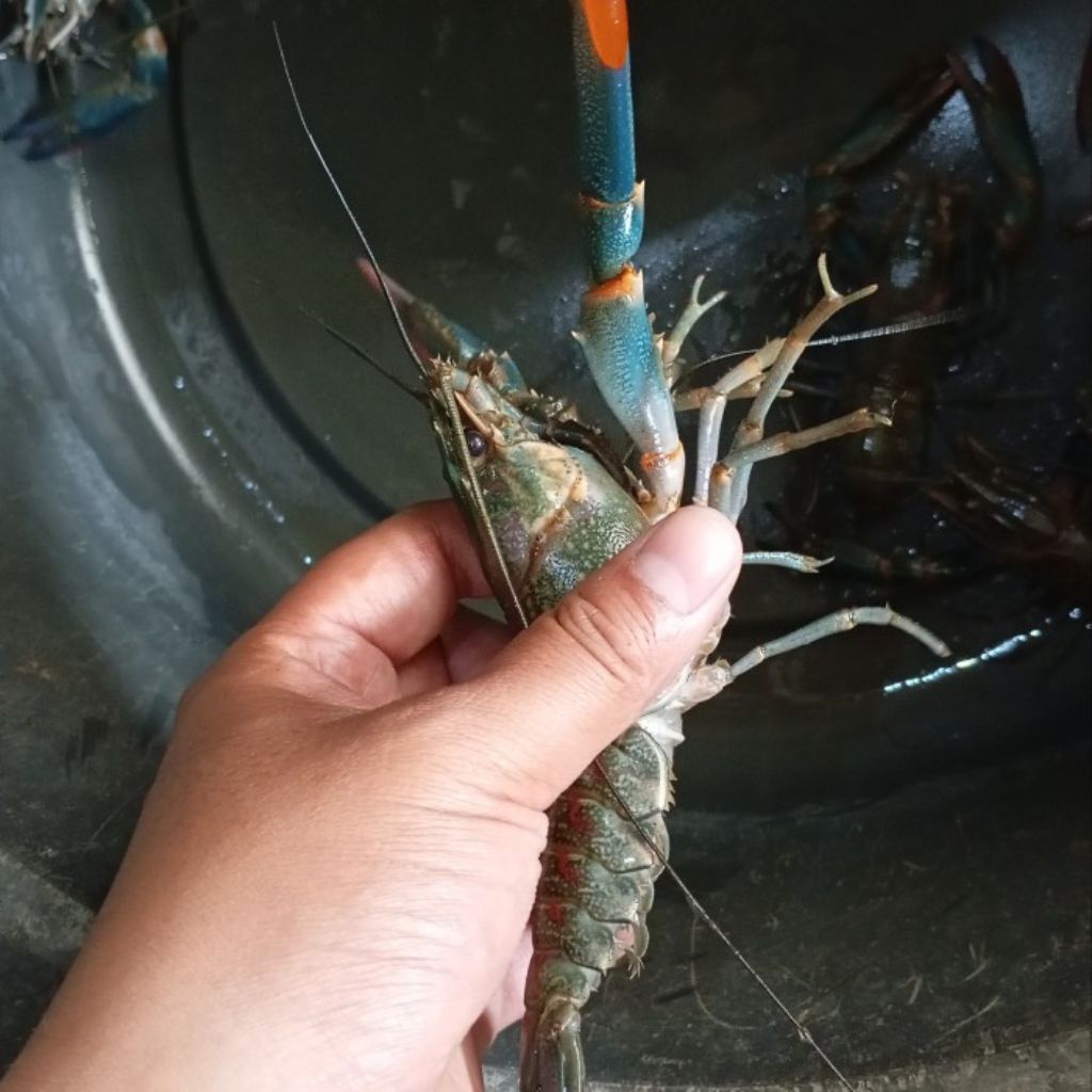 

lobster air tawar super besar 6-7 inci jenis konsumsi